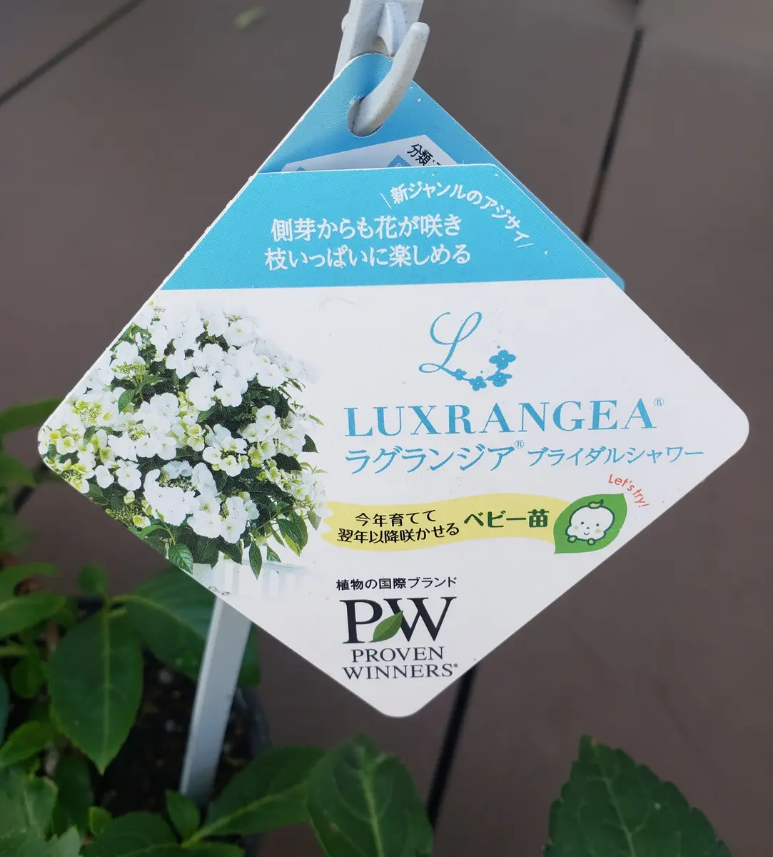 PWブライダルシャワーのベビー苗をお迎え💕｜そだレポ（栽培レポート
