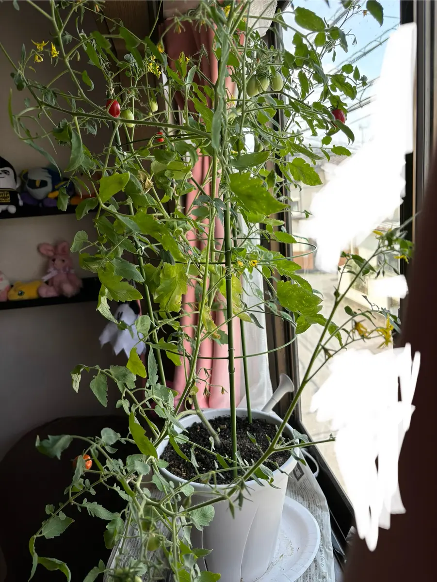 家で育てるマンマミーアトマトちゃん｜そだレポ（栽培レポート）byさの
