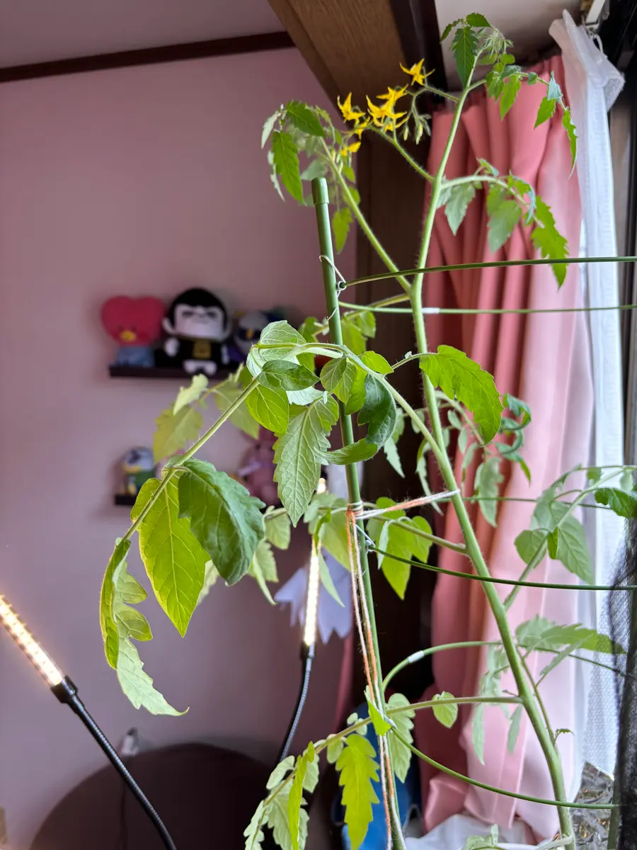 家で育てるマンマミーアトマトちゃん｜そだレポ（栽培レポート）byさの