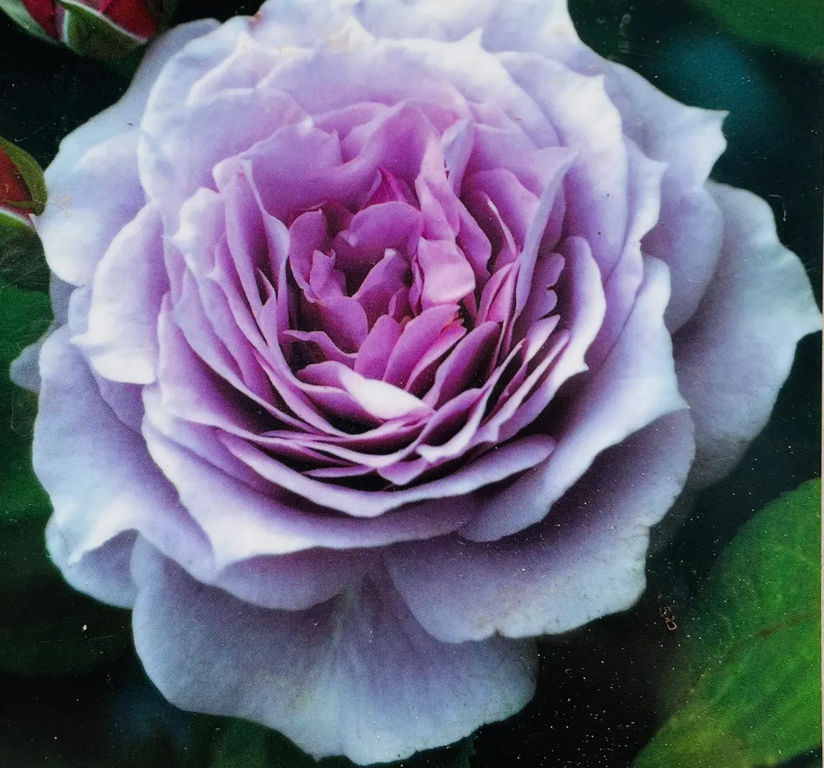 初めてのバラ｜そだレポ（栽培レポート）byかろしず｜みんなの趣味の園芸