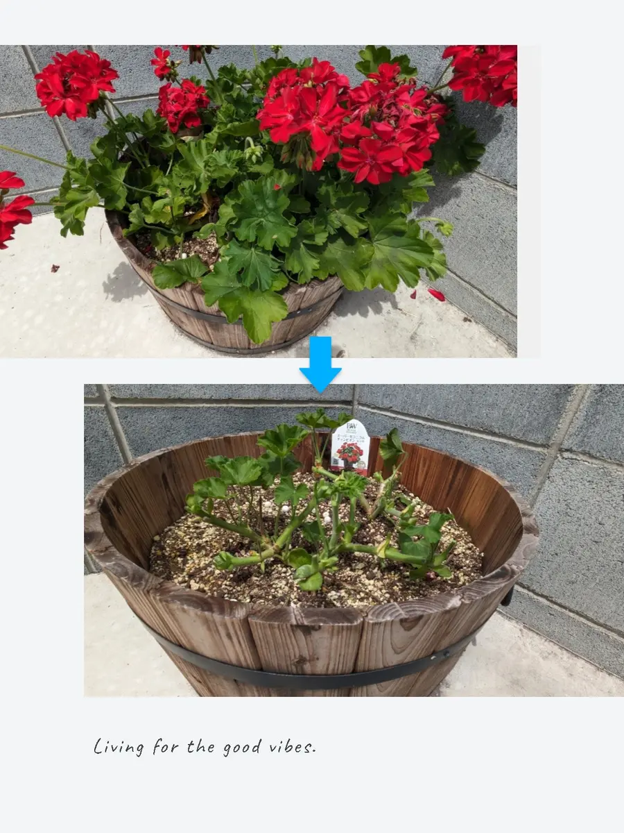 お得意　ゼラニューム　レアなお色目。真紅。 shouzanen_10001616