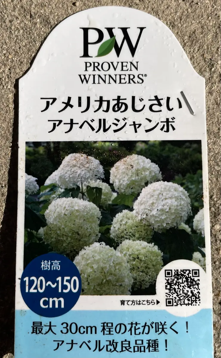 アナベルグランデクリームを鉢植えから地植えに｜そだレポ（栽培
