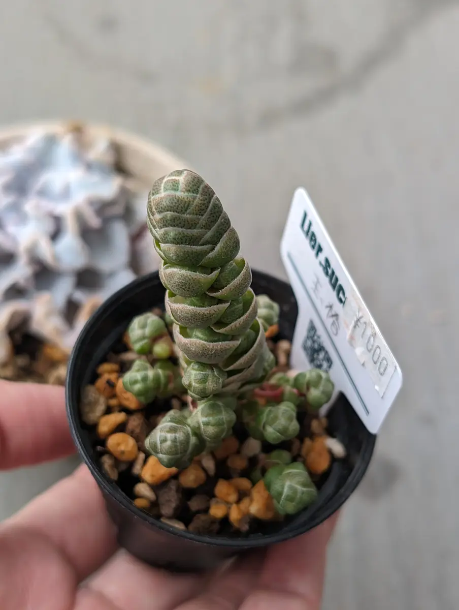 奇妙な形のクラッスラ(玉椿)｜そだレポ（栽培レポート）by築地