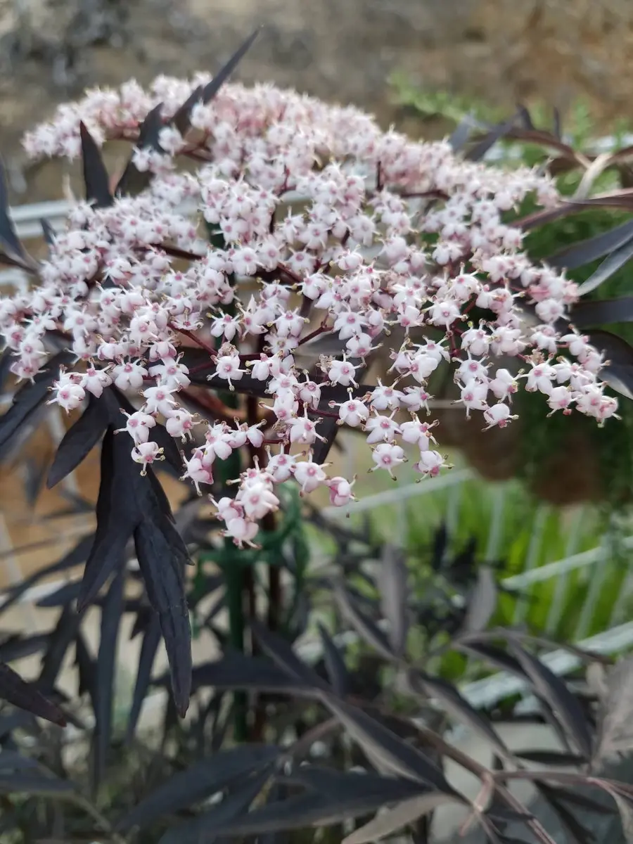 エルダーフラワーを咲かせたい｜そだレポ（栽培レポート）by猫まみれ