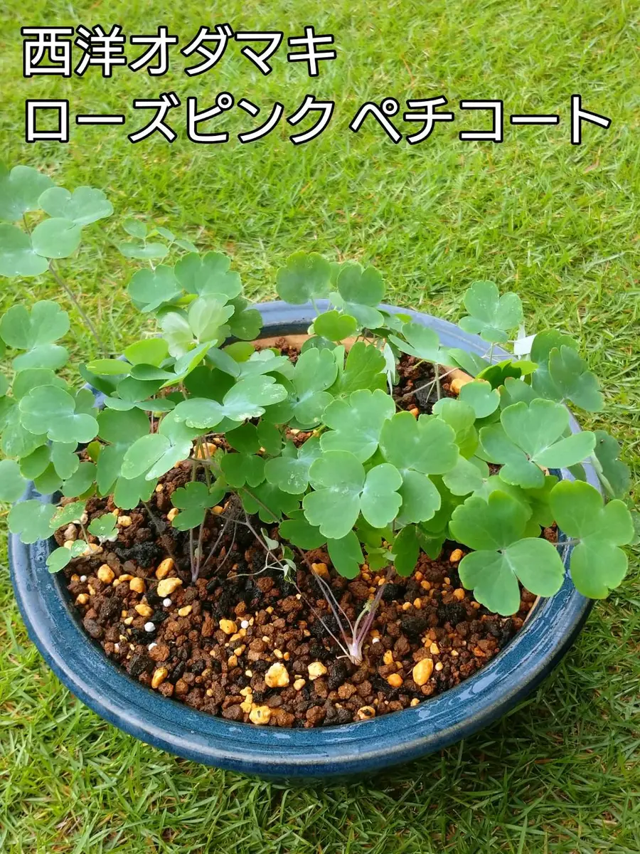 オダマキ オールピンクペチコート根付き苗一株 （ローズピンク 