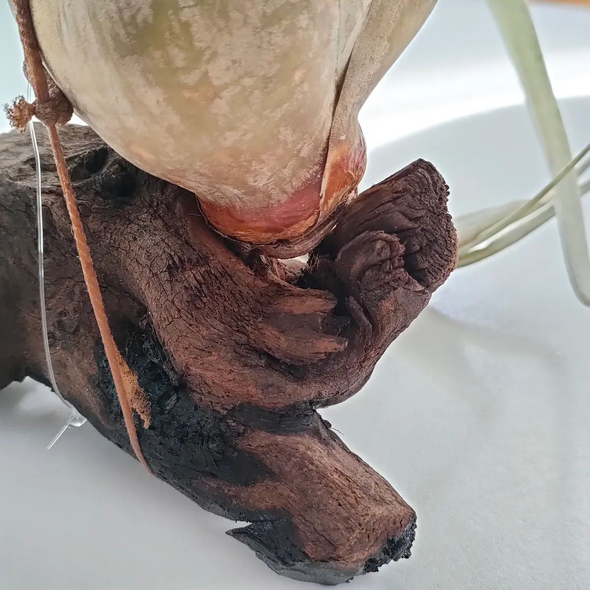 キセログラフィカの流木着生→ならず｜そだレポ（栽培レポート）byひ