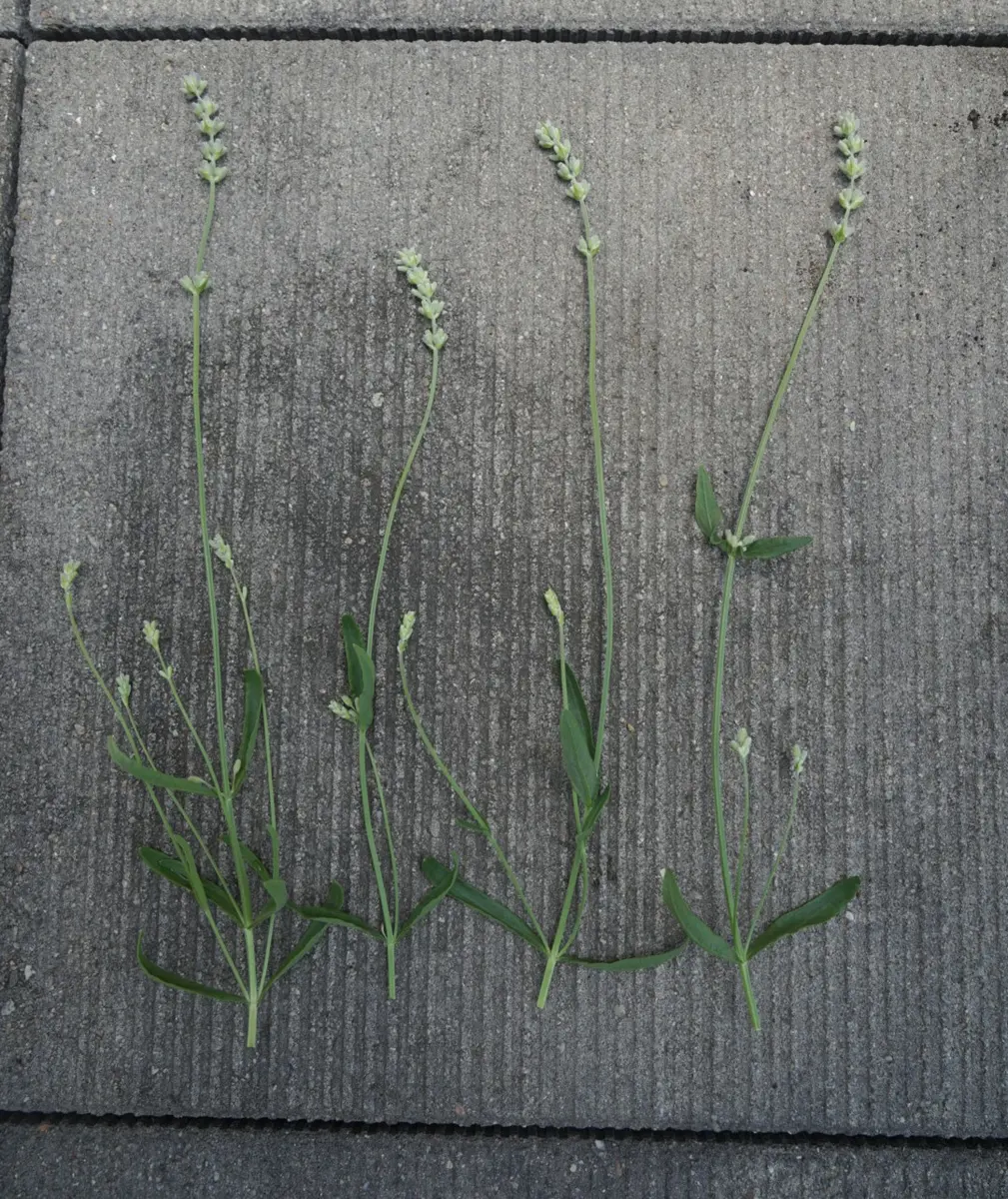 ラベンダーを育ててみたら紫でなく白色だった｜そだレポ（栽培レポート