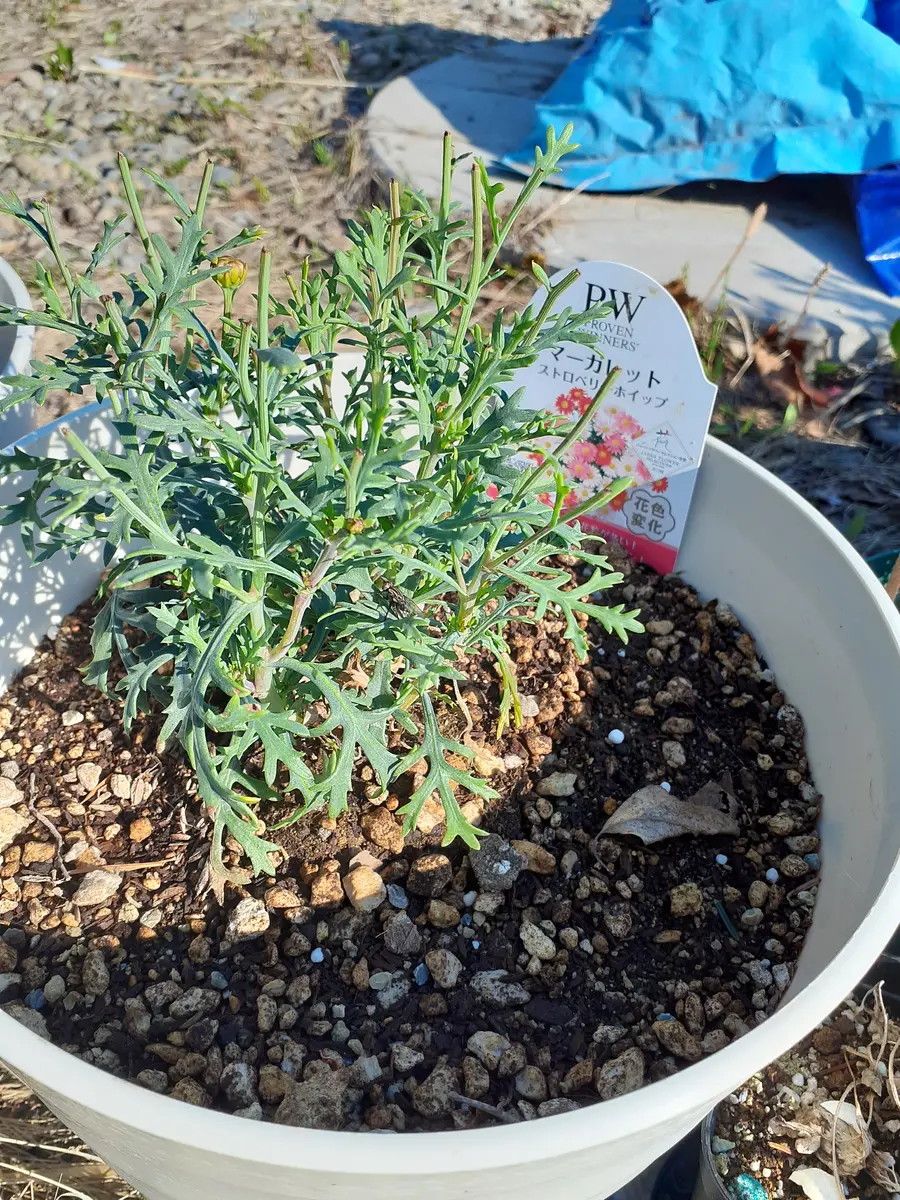 花がモリモリのマーガレットストロベリーホイップが見たくて初めての