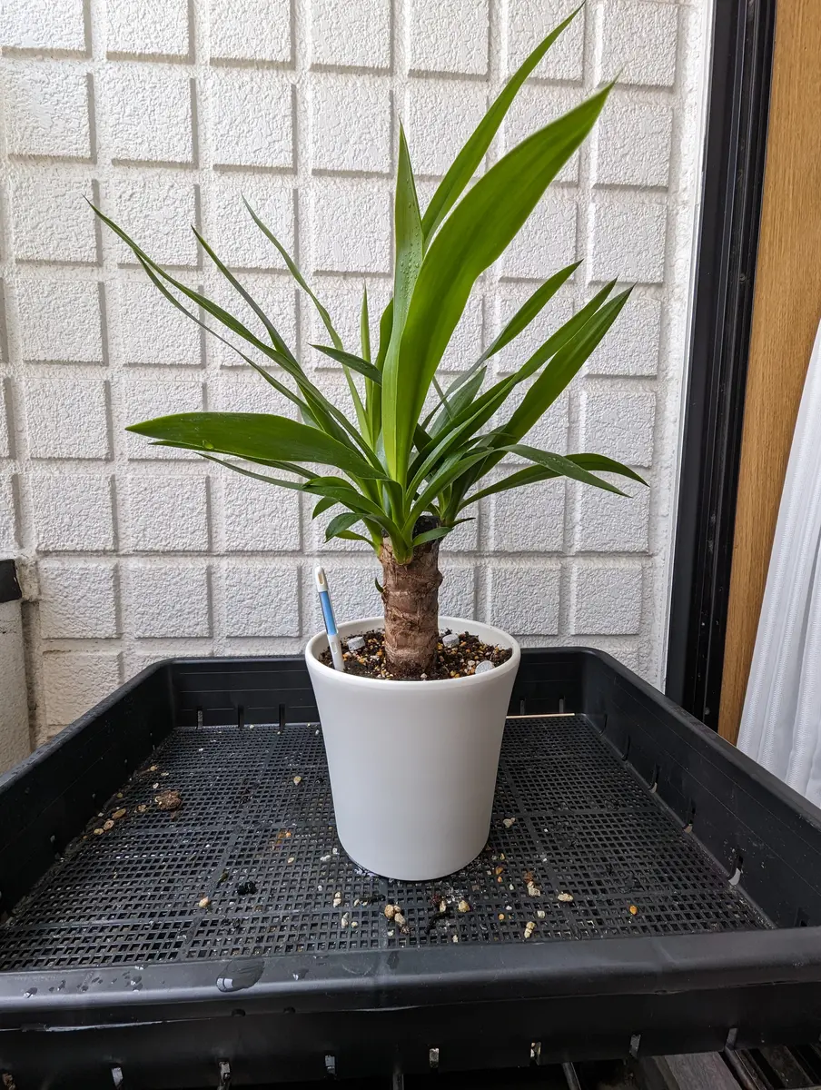 ユッカエレファンティペス 育成記録｜そだレポ（栽培レポート）by