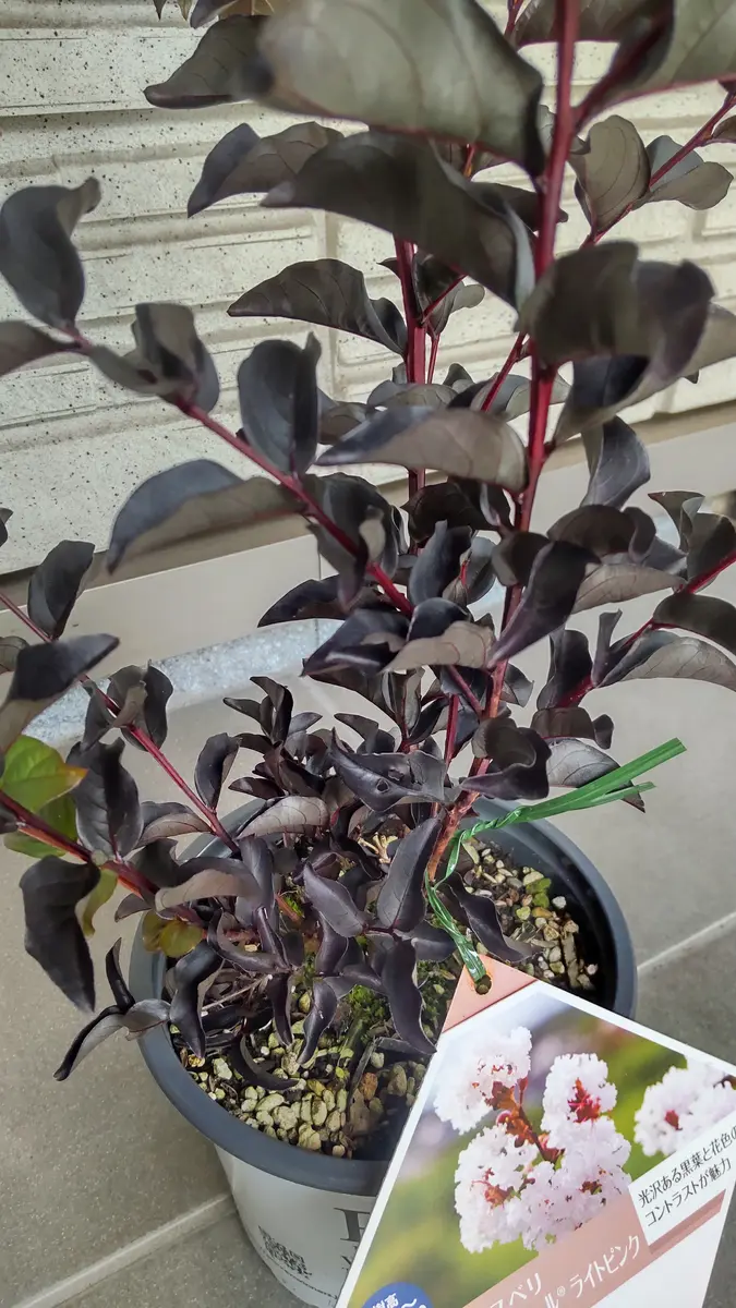 サルスベリブラックパールライトピンク（PWサルスベリ）2023.7.15