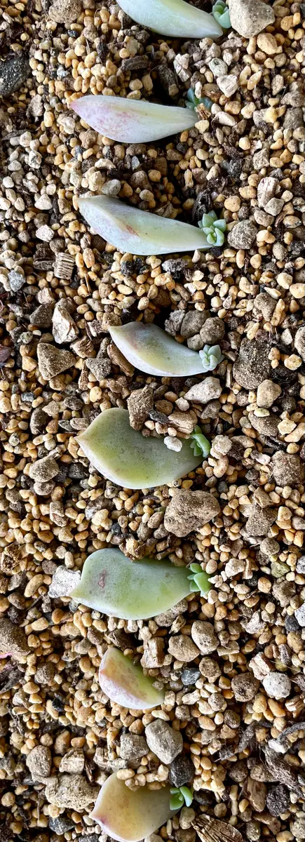 多肉植物　白牡丹　葉挿し抜き苗２つ 白牡丹✿葉挿し成長記録｜🍀GreenSnap（グリーンスナップ）