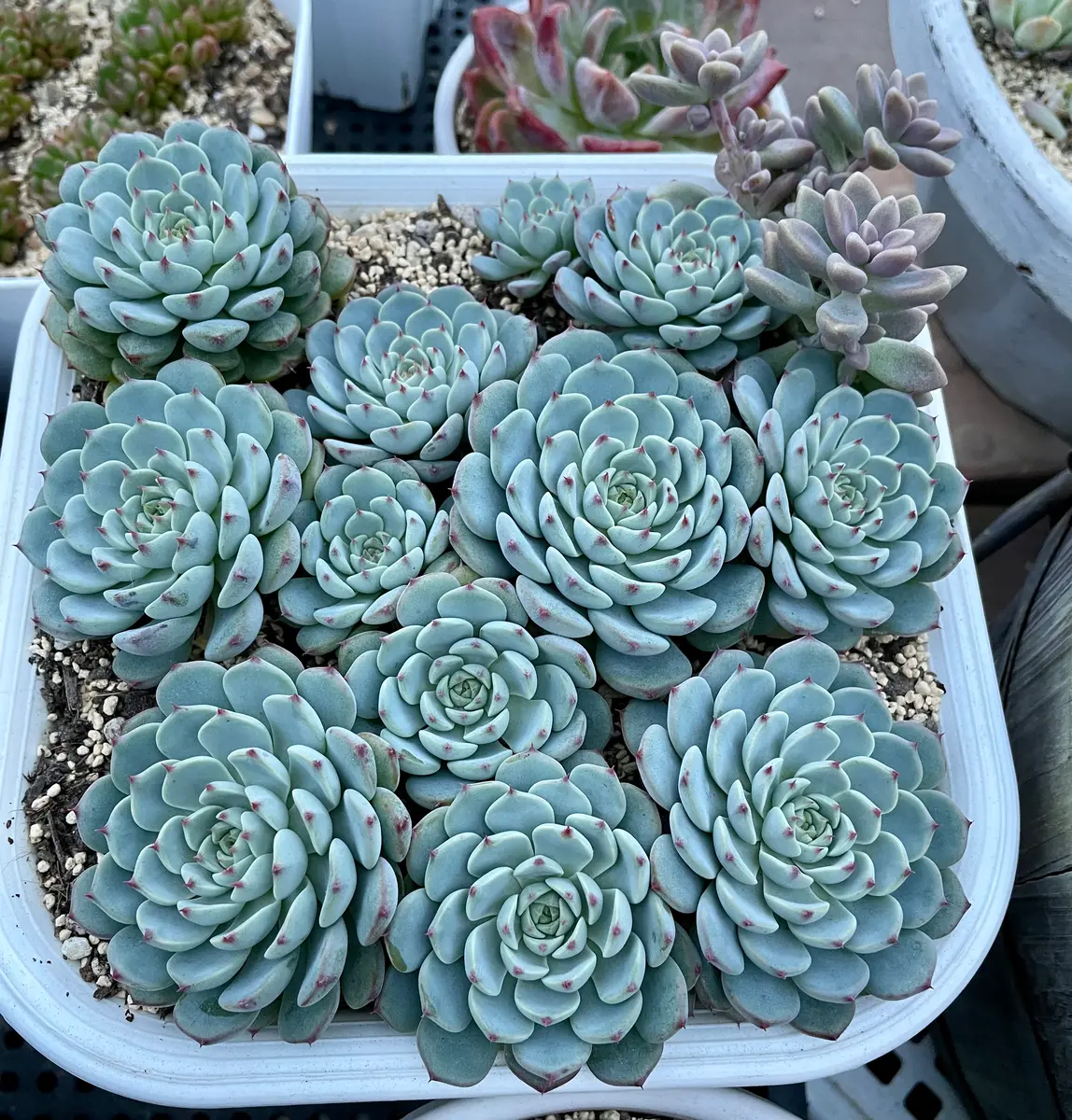 ホワイトミニマ丼｜そだレポ（栽培レポート）byはる☀︎｜みんなの趣味