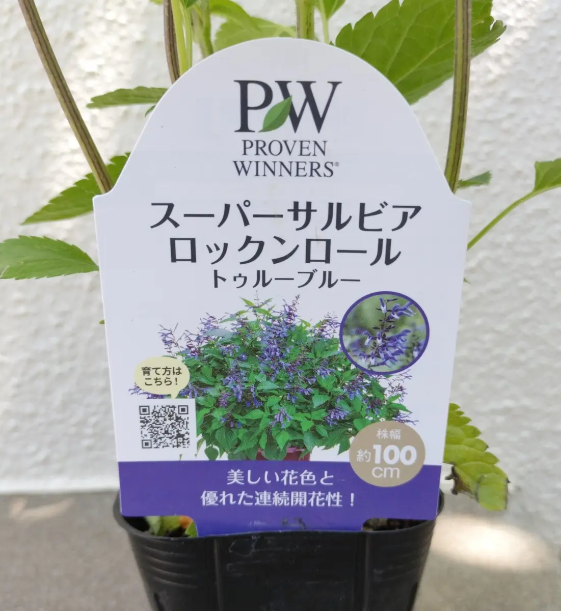 スーパーサルビアロックンロールトゥルーブルーを立派に育てたい｜そだ