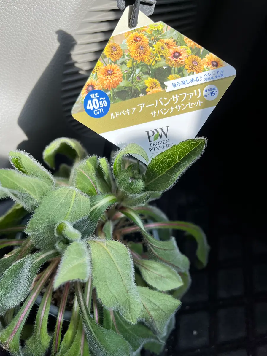 クタクタのルドベキアを元気に咲かせたい｜そだレポ（栽培レポート）byあうい｜みんなの趣味の園芸