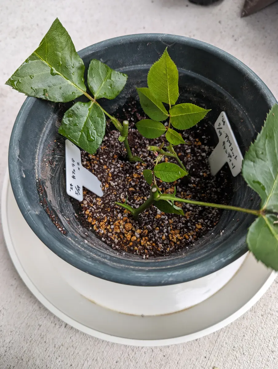 失敗】バラの挿し木20240527_カフェラテ/アプリコットキャンディ｜そだ