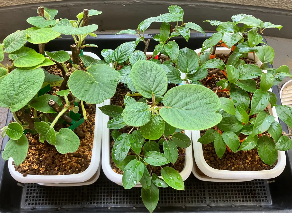 サルナシの鉢植え 発送不可 北海道 サルナシの休眠挿し｜そだレポ（栽培レポート）byヒデ3｜みんなの趣味