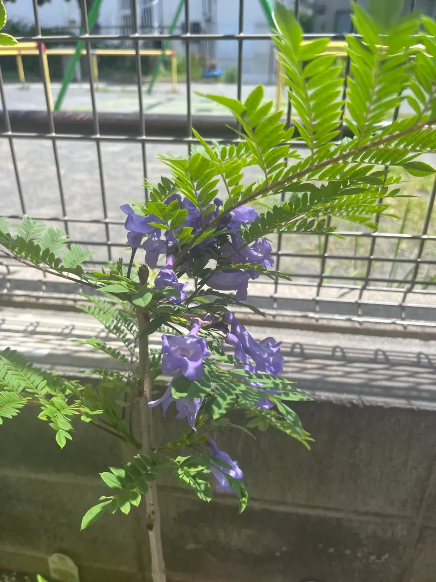 ジャカランダの苗木を植えてみた｜そだレポ（栽培レポート）byRenon2