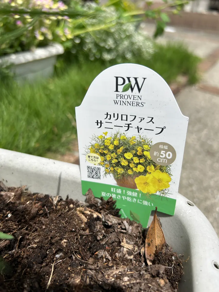 猛暑に負けないテキサスの新園芸品種｜そだレポ（栽培レポート）byま