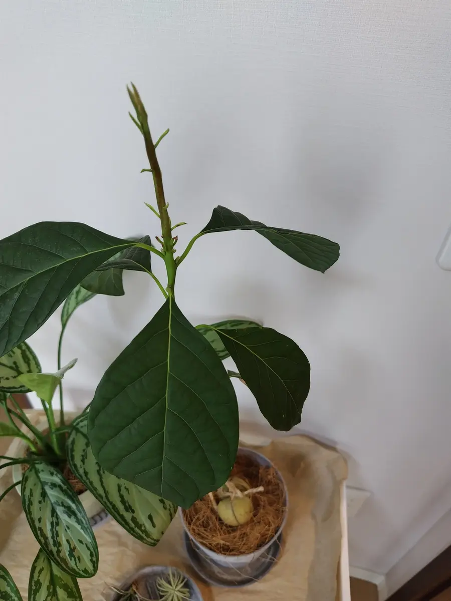 アボカド スチュワート 花芽付き （アボカドの花芽のような…｜そ