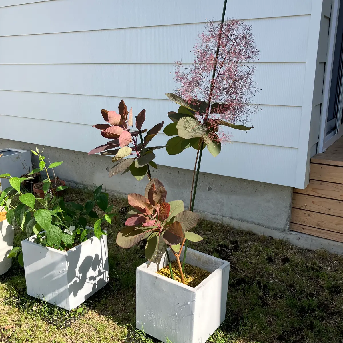 スモークツリー・グレースのちび苗を鉢植え｜そだレポ（栽培レポート