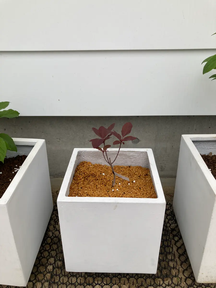 【再入荷】 スモークツリー クイン テラコッタ鉢植え 苗木 けむりの木 落葉樹