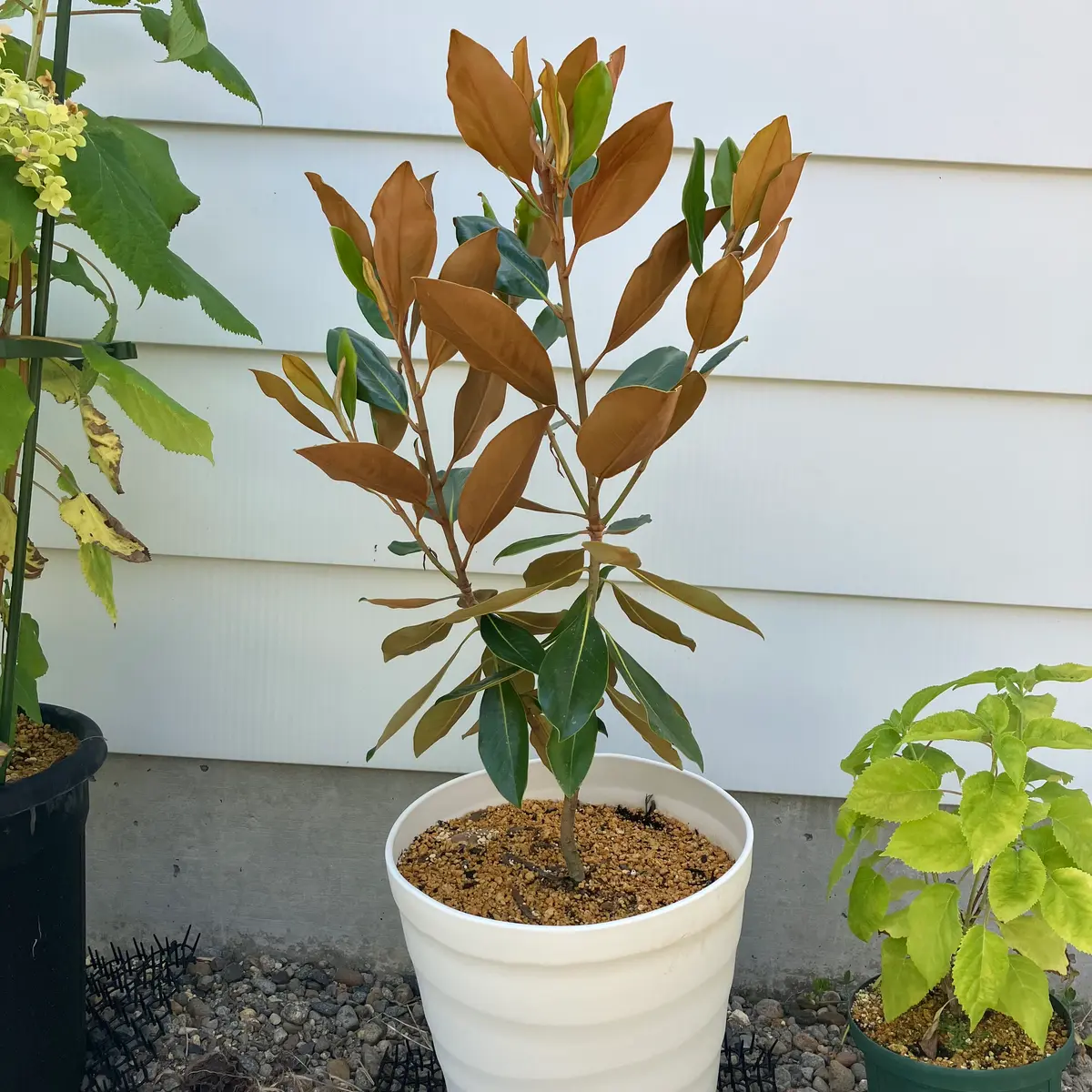 タイサンボク・リトルジェム｜そだレポ（栽培レポート）byうさこのお庭