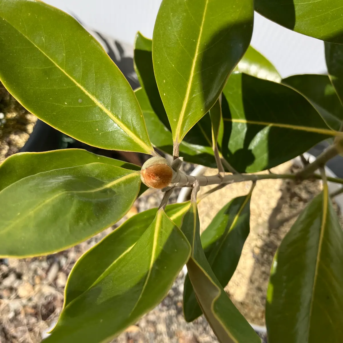 花芽「タイサンボク・リトルジェム」-そだレポ｜みんなの趣味の園芸