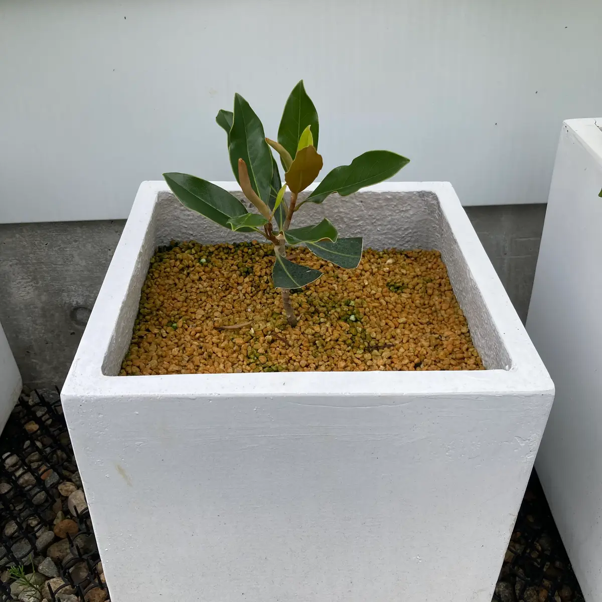 タイサンボク・リトルジェム｜そだレポ（栽培レポート）byうさこのお庭