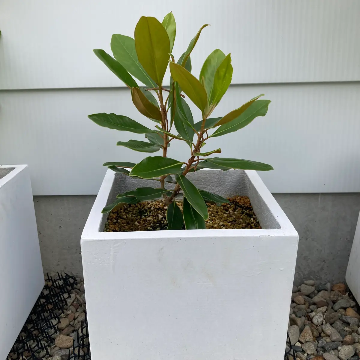 リトルジャム リトル ジェム 地 植え ベランダOK リトルジェム 常緑樹 