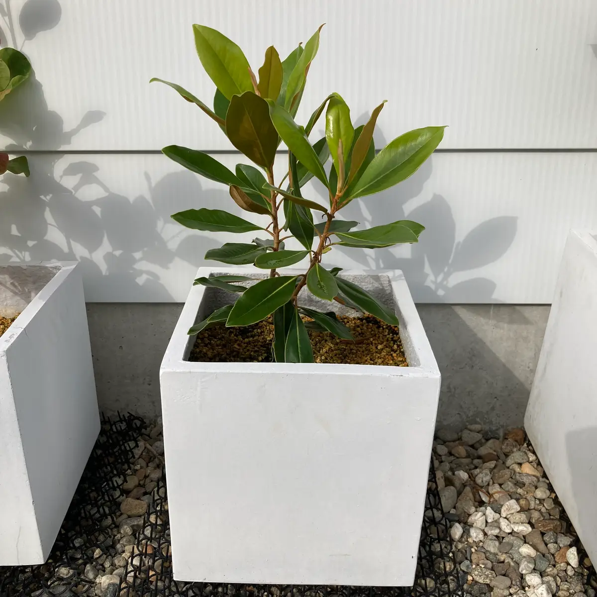 タイサンボク・リトルジェム|そだレポ(栽培レポート)byうさこのお庭 タイサンボク・リトルジェム|そだレポ(栽培レポート)byうさこのお庭