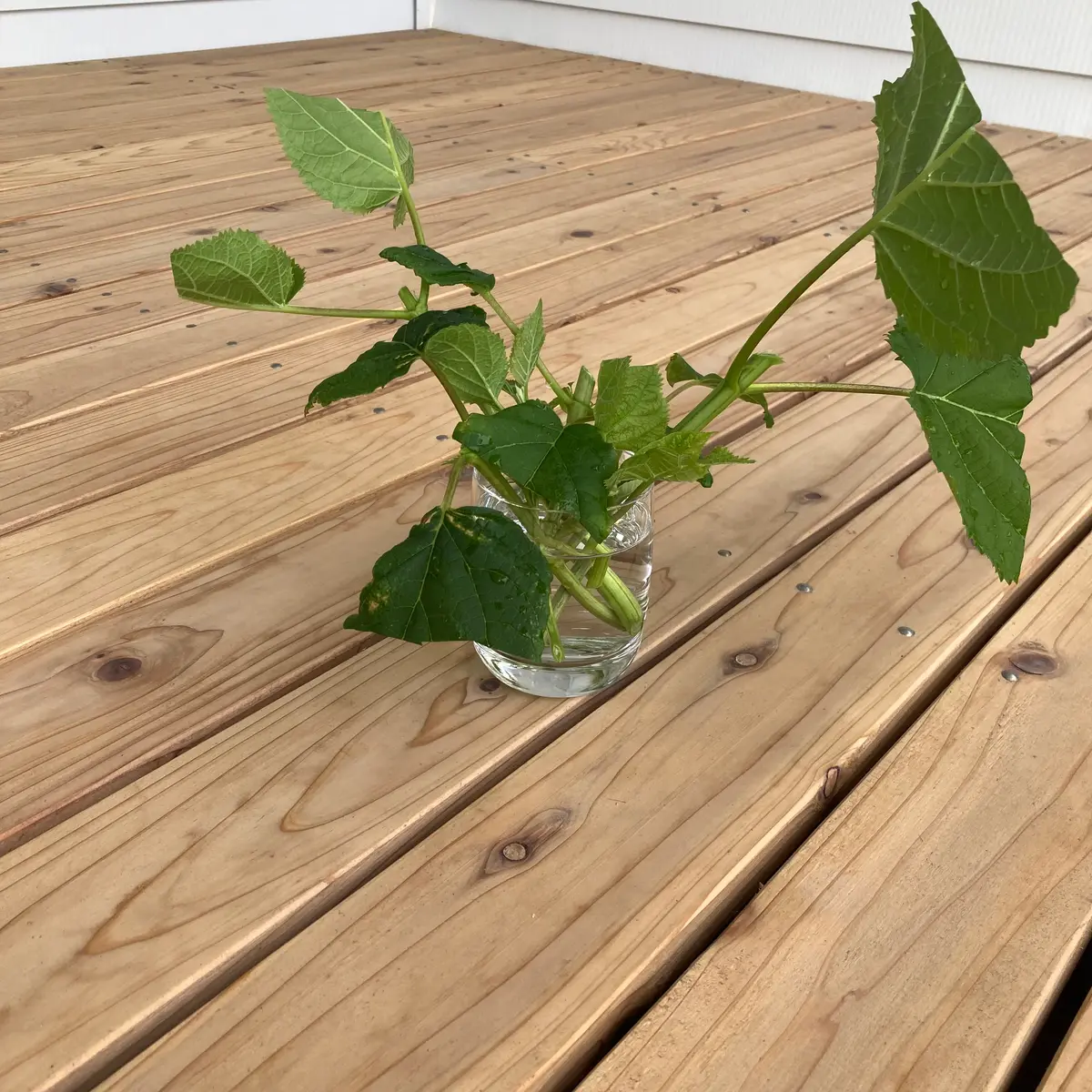 アナベルの鉢植え|そだレポ(栽培レポート)byうさこのお庭 アナベルの鉢植え|そだレポ(栽培レポート)byうさこのお庭