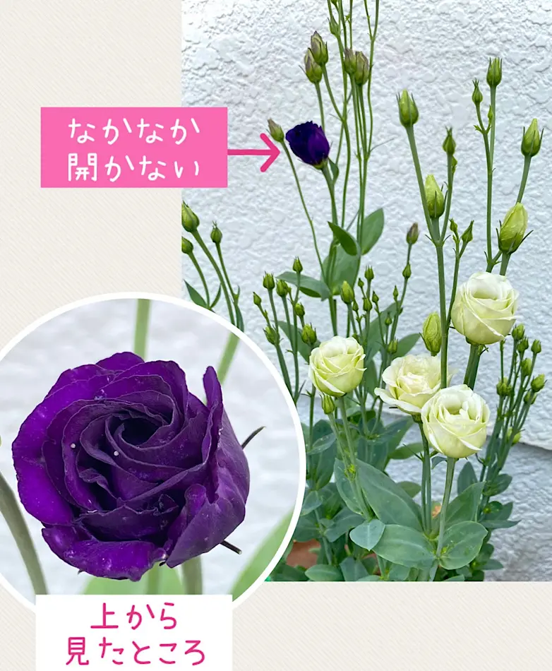 Amazon｜トルコキキョウ 八重 生花 切り花 ムラサキ トルコヤエ