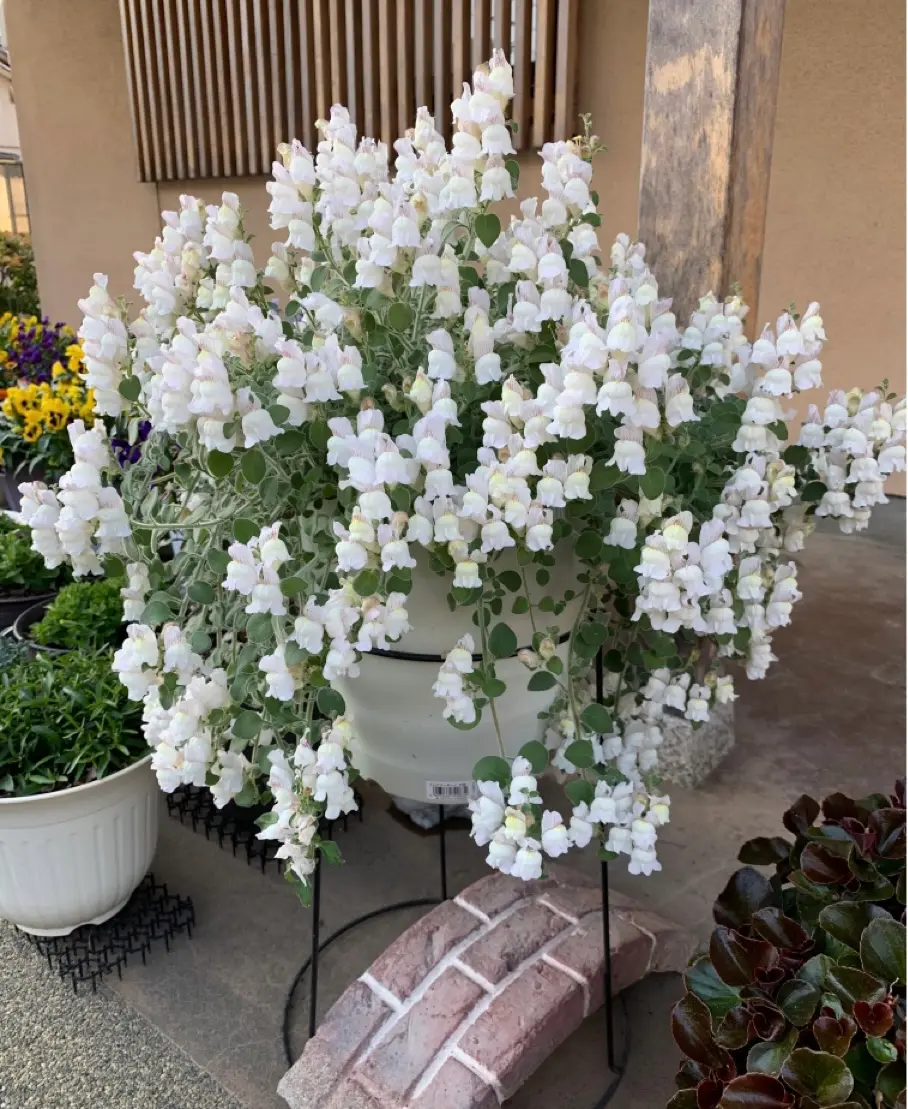 ビオラの寄せ植え後、金魚草(アールグレイ)の成長記録｜そだレポ（栽培