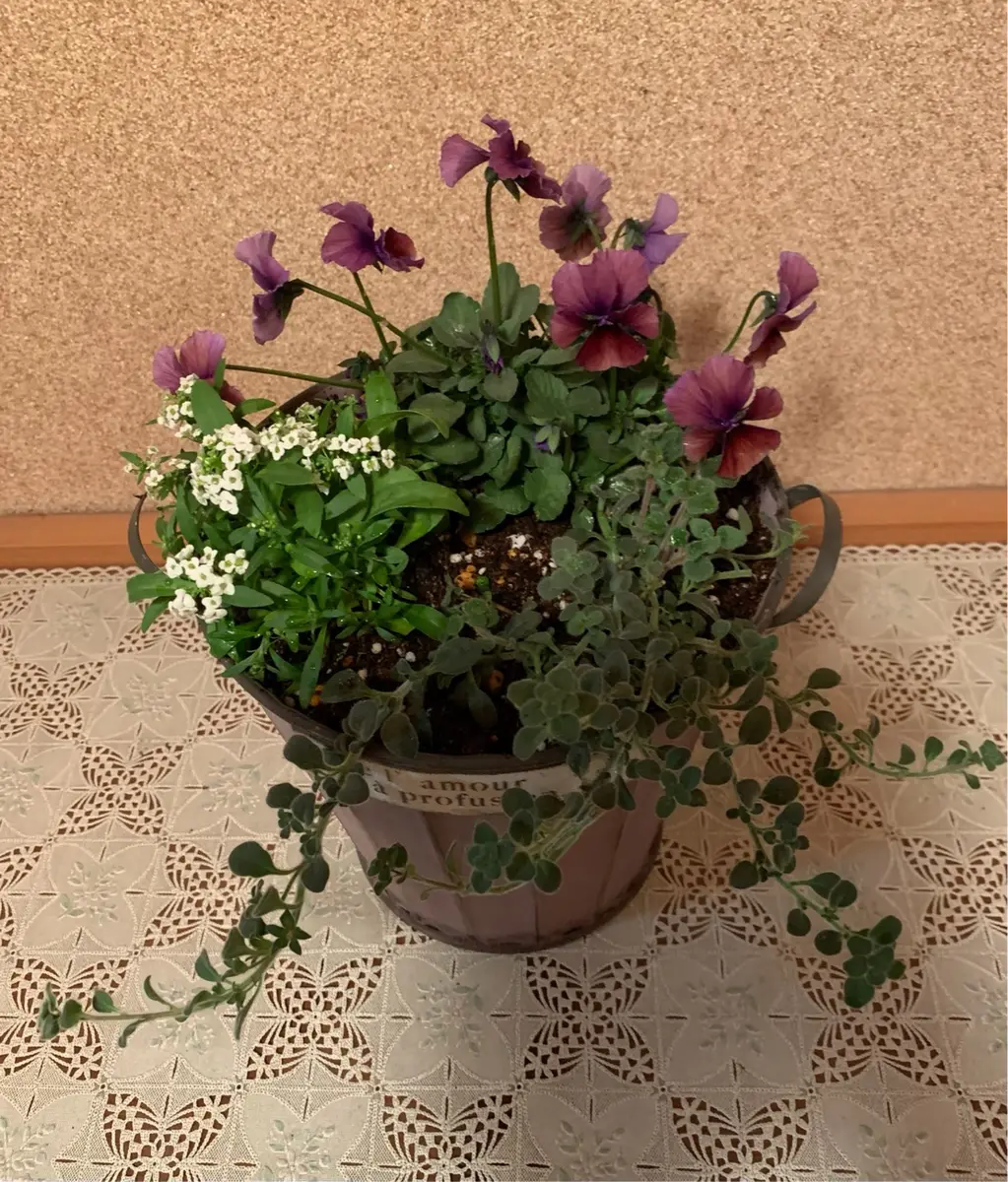 お花　寄せ植え　金魚草 ビオラの寄せ植え後、金魚草(アールグレイ)の成長記録｜そだレポ