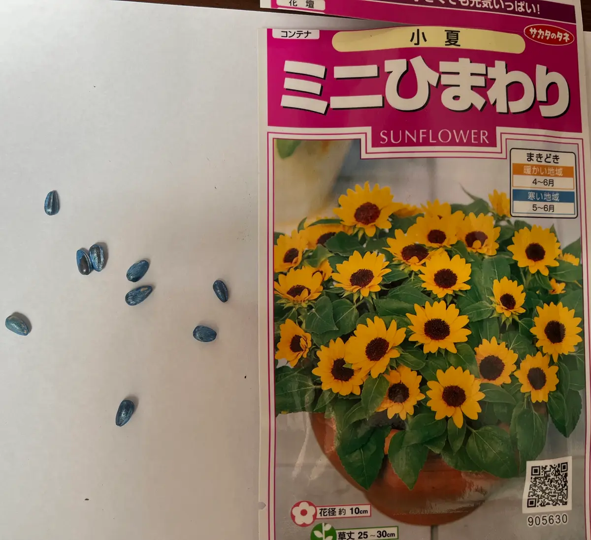 ミニひまわり「小夏」を種から育てる｜そだレポ（栽培レポート）byまあ