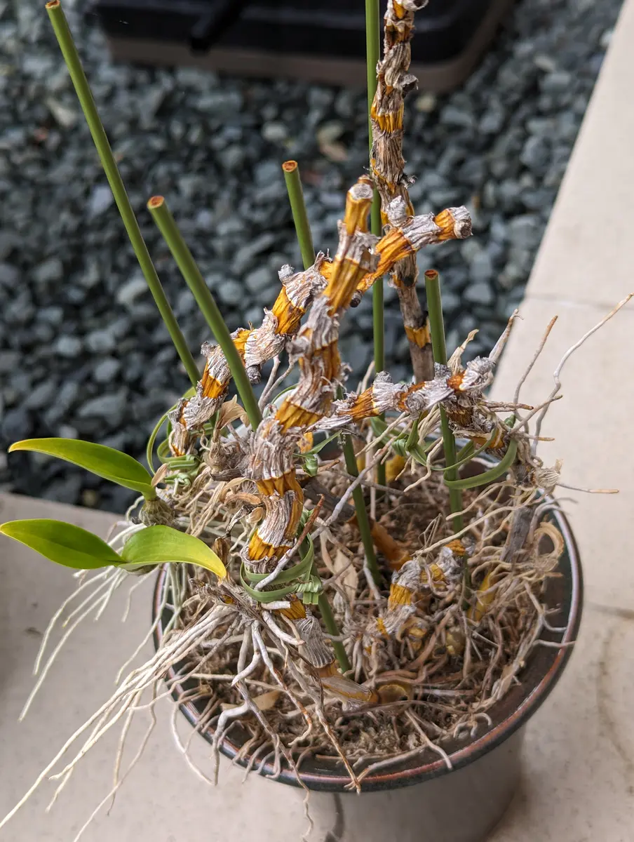 デンドロビウム高芽挿し｜そだレポ（栽培レポート）byあがたん