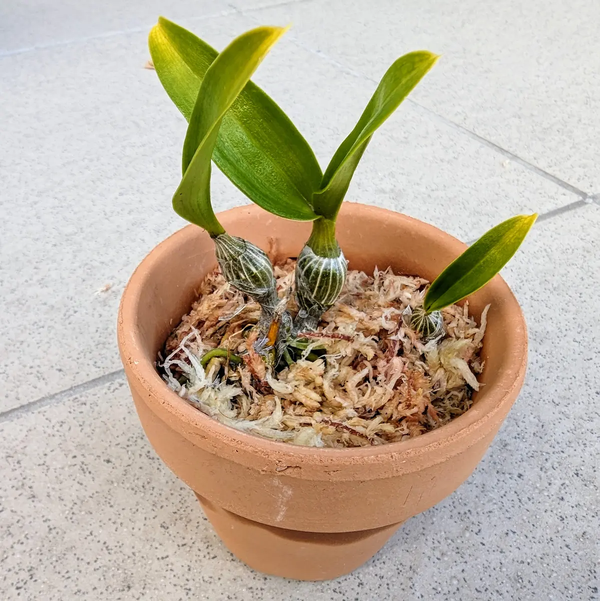 デンドロビウム高芽挿し｜そだレポ（栽培レポート）byあがたん