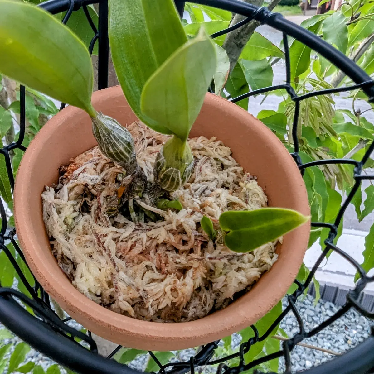 デンドロビウム高芽挿し｜そだレポ（栽培レポート）byあがたん