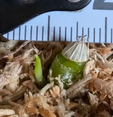 デンドロビウムの茎挿しをペットボトルで作った温室で育ててみた｜そだ