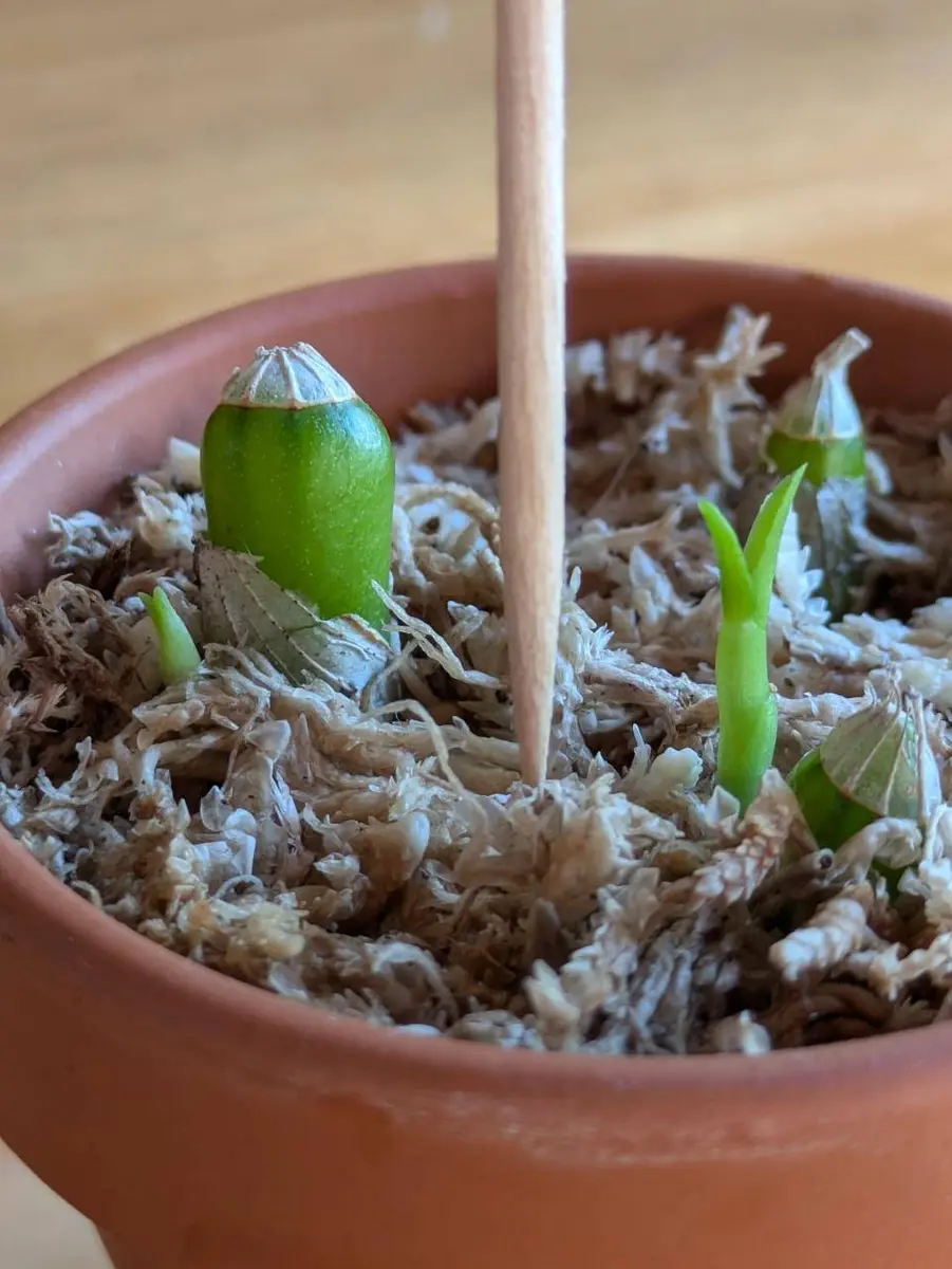 デンドロビウムの茎挿しをペットボトルで作った温室で育ててみた｜そだ