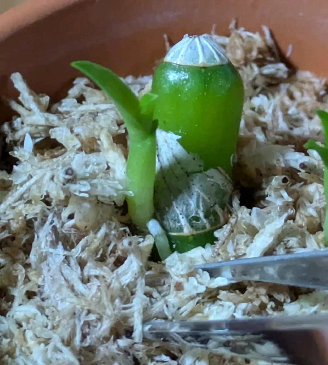 デンドロビウムの茎挿しをペットボトルで作った温室で育ててみた｜そだ