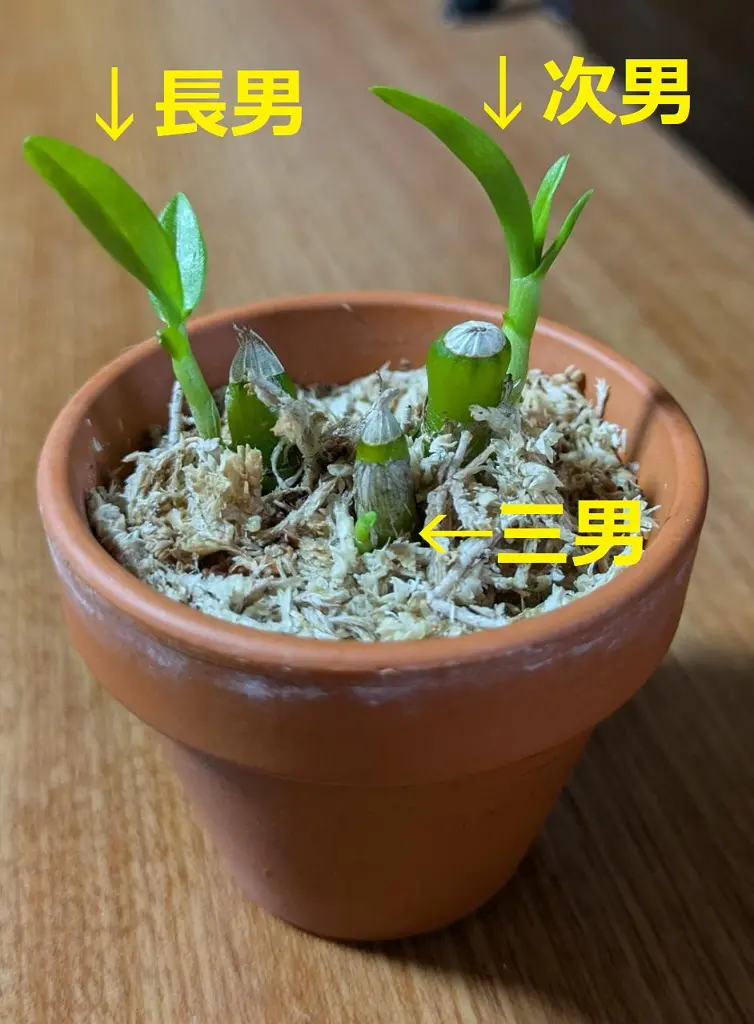 デンドロビウムの茎挿しをペットボトルで作った温室で育ててみた｜そだ