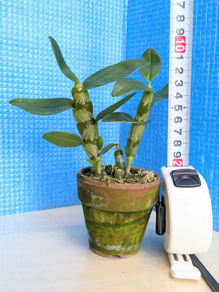 デンドロビウムの茎挿しをペットボトルで作った温室で育ててみた｜そだ