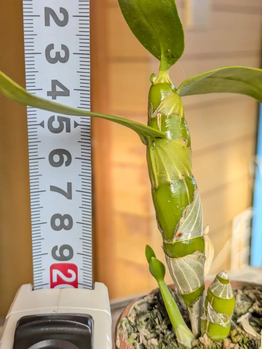 デンドロビウムの茎挿しをペットボトルで作った温室で育ててみた｜そだ