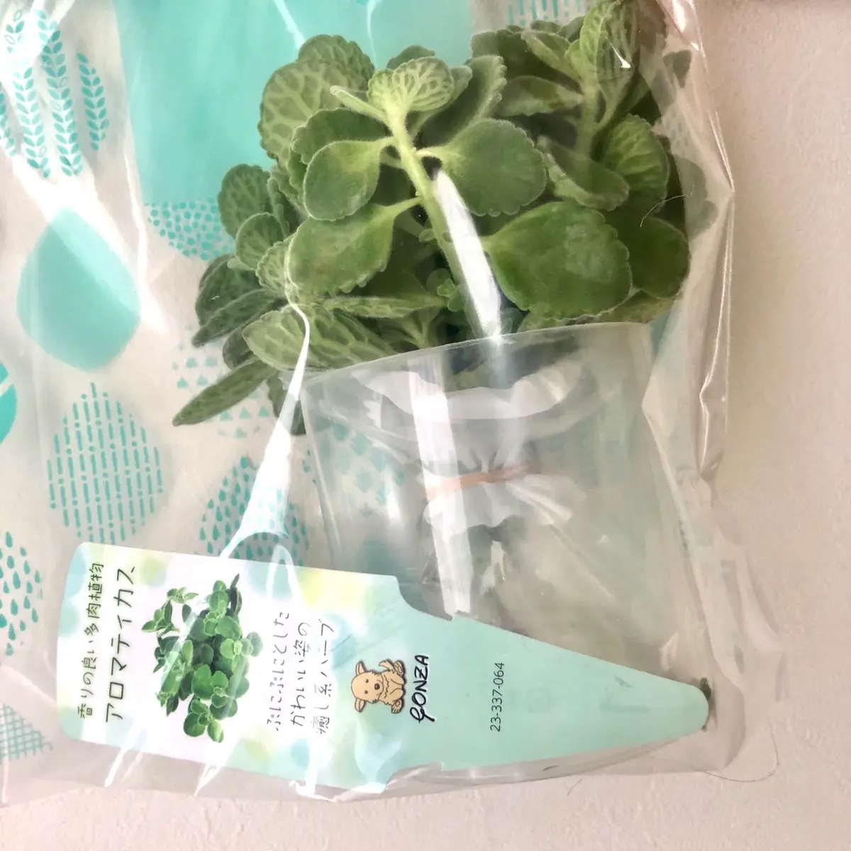 アロマティカス ポットごと発送！無農薬 多肉植物/ハーブ m24