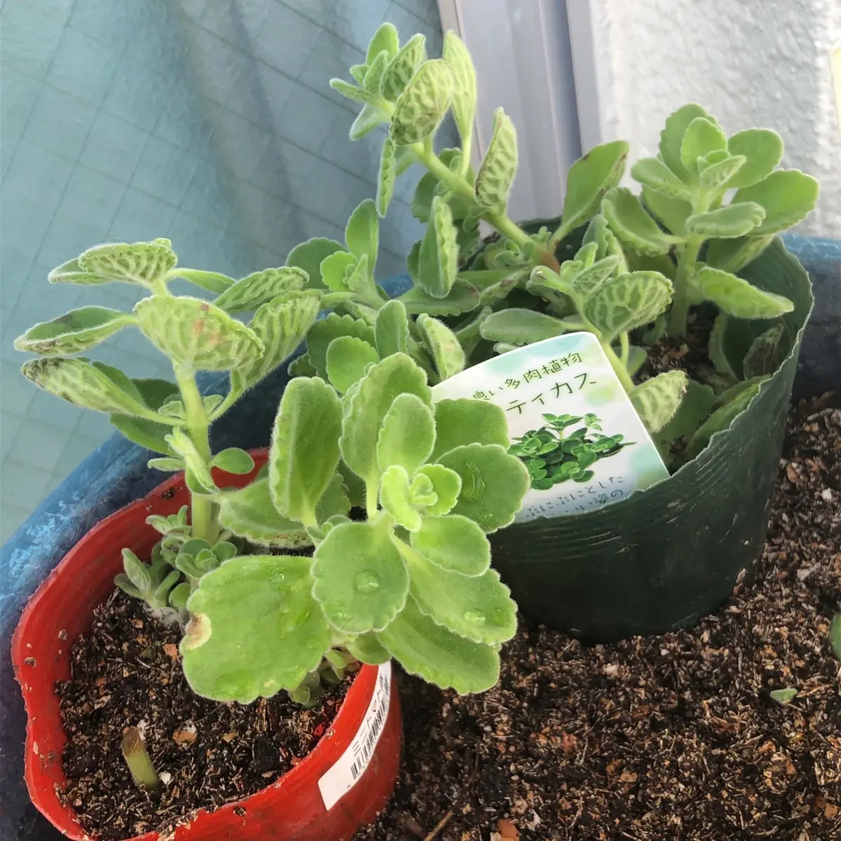 挿し木から始めるアロマティカス｜そだレポ（栽培レポート