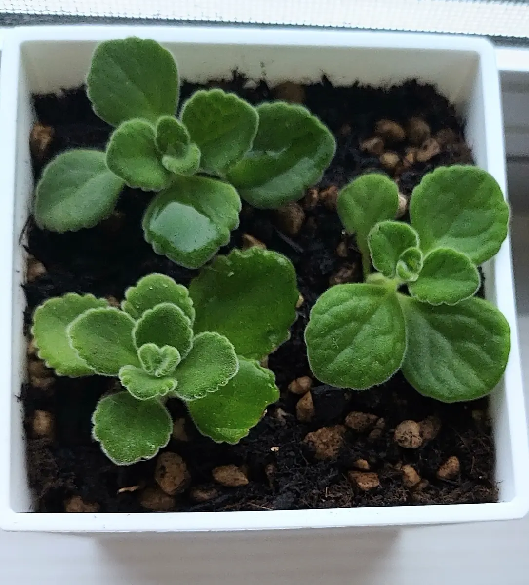 アロマティカスを挿し芽で増やす｜そだレポ（栽培レポート）byHana