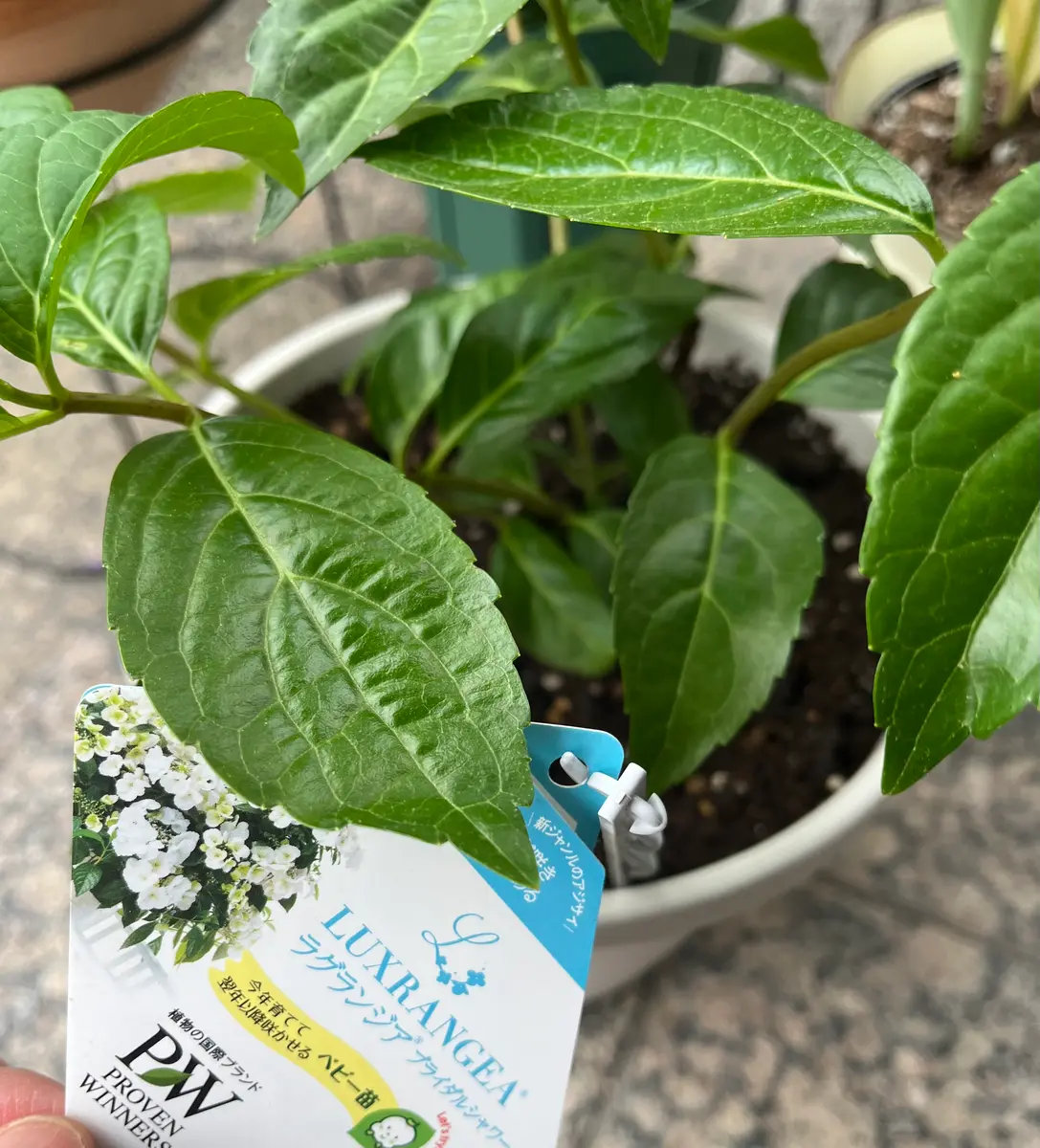 ラグランジア ブライダルシャワー成長＆挿し木｜🍀GreenSnap