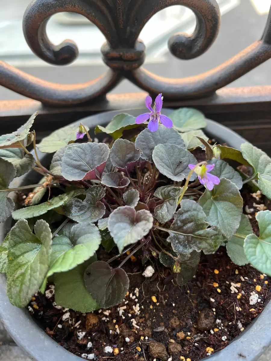 ビオララブラドリカを鉢植えで育てる｜そだレポ（栽培レポート）byまあ
