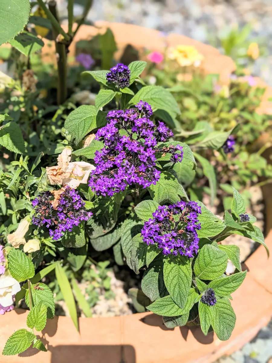 今日の様子「香水の木 ヘリオトロープ」-そだレポ｜みんなの趣味の園芸